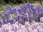 Purple and pink lavender in full bloom at lavender farm in Sequim-Washington State Art Print